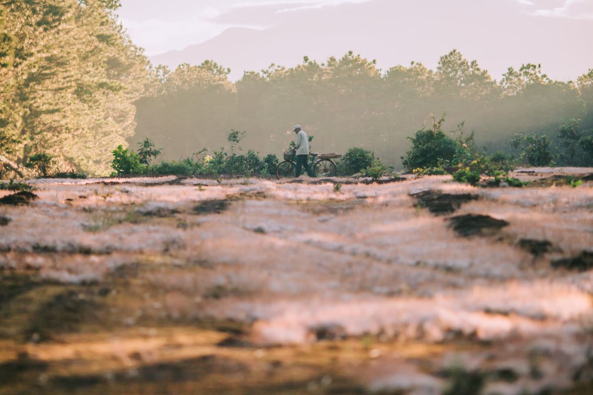 đồi cỏ hồng dak doa gia lai