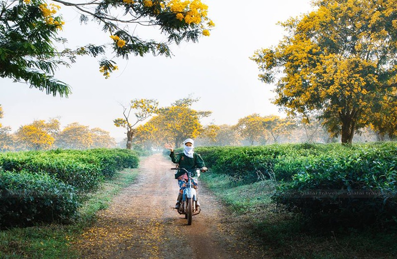 Những cây muồn nở vàng tươi thắm Những cây muồn nở vàng tươi thắm