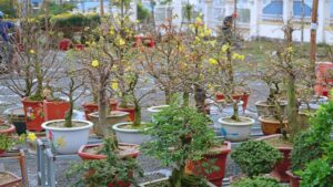 vuon hoa mai pleiku gia lai