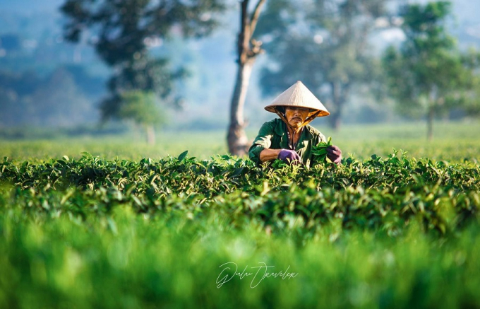 Hái chè cũng là một nghệ thuật nhé =)) Rất "chill" đúng không nào Hái chè cũng là một nghệ thuật nhé =)) Rất "chill" đúng không nào