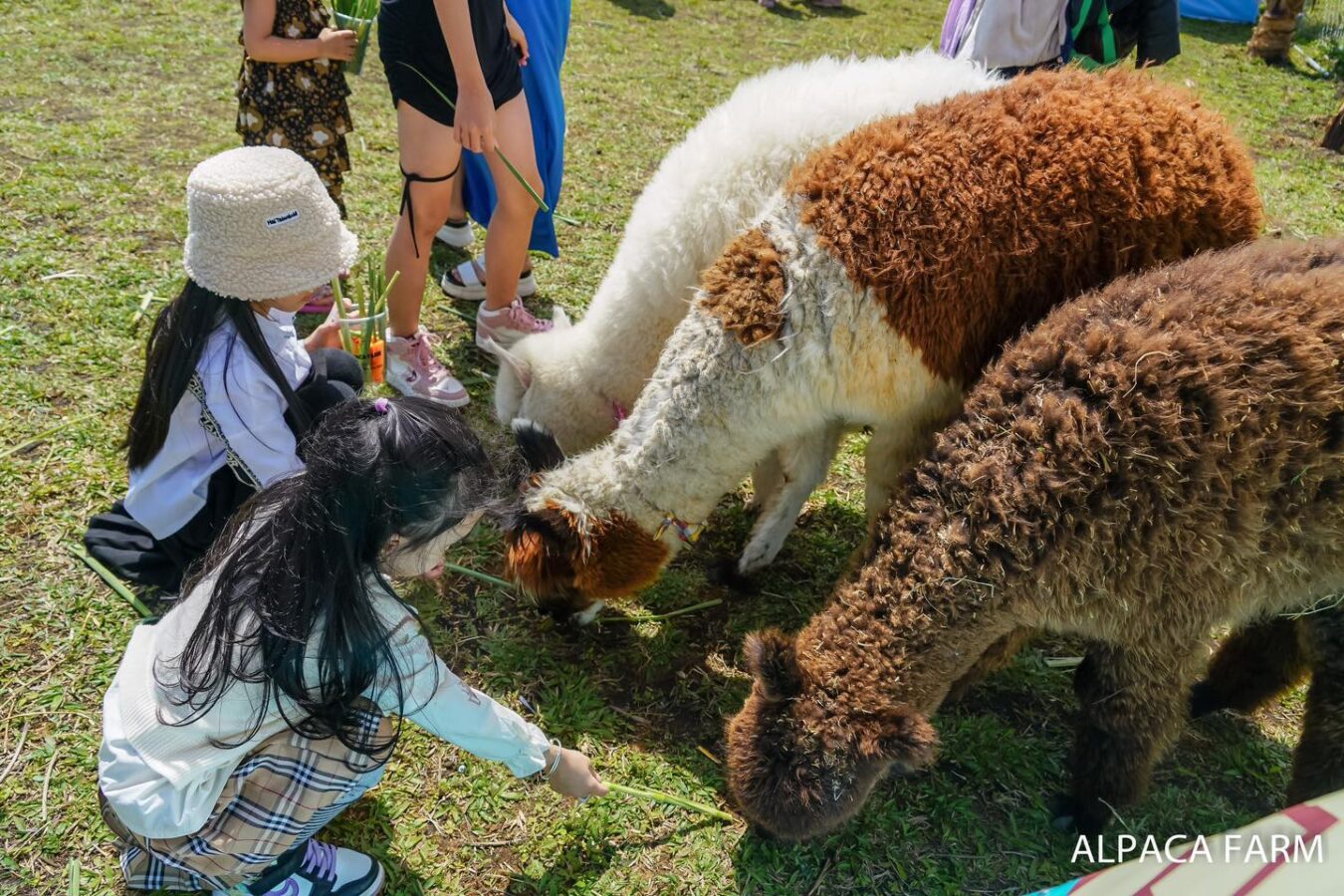 sở thú mini ở Pleiku Gia Lai - nông trại lạc đà Alpaca Gia Lai Pleiku